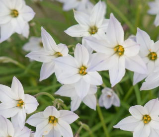 Ipheion - Starflower - "Alberto Castillo" - Paket Besar! - 100 pcs; Starflower musim semi - 