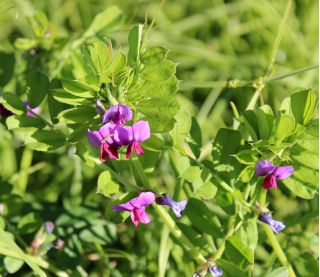 Futterwicke für die Nachernte - 1000 g; Saatwicke