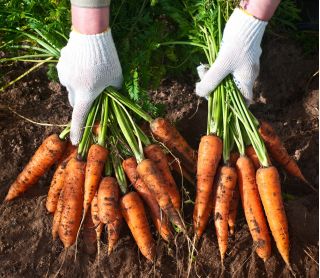 Carrot 'Comet - Kometa F1' seeds - Daucus carota
