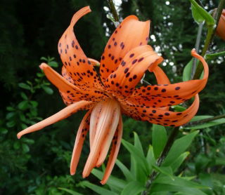 Лилиум, Лили Тигринум - луковица / грудка / корен - Lilium Tigrinum