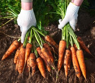  Daucus carota - Lenka - 50 gramos - semillas