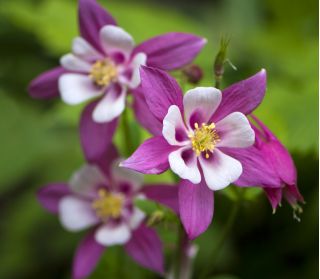 Columbine - Mc Kana's - Aquilegia x hybrida - Dazzling Multi-Toned Blooms with Bold Petals - Fresh Seeds