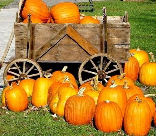 BIO Squash "Jack O 'Lantern" - gecertificeerde biologische zaden - 