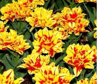 Tulipan Monsella - pakke med 5 stk - Tulipa Monsella