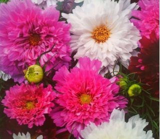 Cosmos, Schmuckkörbchen Double Click Mix, doppelte Blüten - 30 Samen - Cosmos bipnnatus fl.pl.