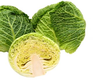 Kubis Savoy "Vertus 2" - 640 biji - Brassica oleracea var. sabauda 