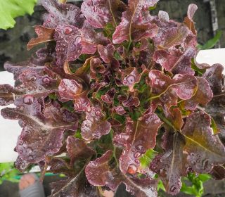 BIO Sla - Foliosa - Red Salad Bowl - 518 zaden - Lactuca sativa var. foliosa