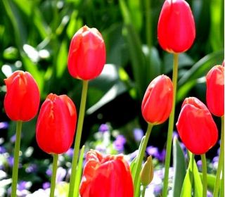 郁金香春歌 - 郁金香春歌 -  5个洋葱 - Tulipa Spring Song