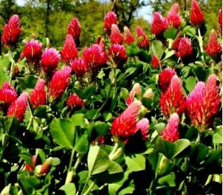 Okrasné ďateliny zmiešané semená - Trifolium sp. - 90 semien