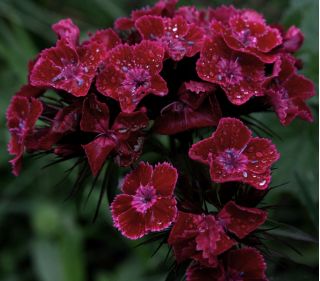 Sweet William Black Magic seeds - Dianthus barbatus - 450 semillas