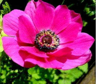 Anemone – Sylphide  – 40 pcs