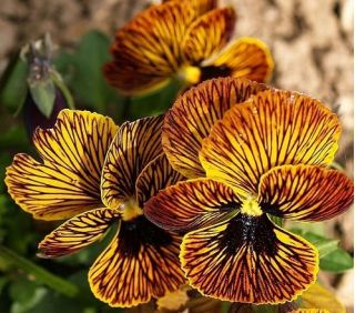 ויולה אנג'ל טייגר עין זרעים - ויולה x williamsii - 16 זרעים - Viola x. wittrockiana