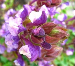 Alpine Skullcap bercampur benih - Scutellaria alpina - 110 biji