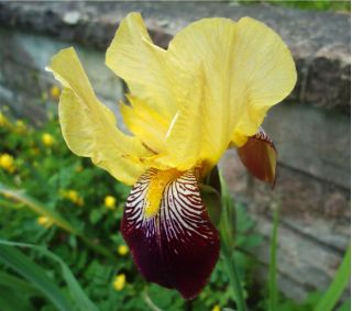 Iris germanica Nibelungen - bulb / tuber / rădăcină