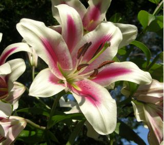 Taglilie Lilium Altari