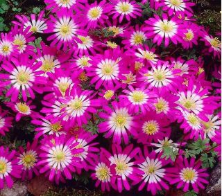 Balkansippa - Pink Star - paket med 8 stycken - Anemone blanda