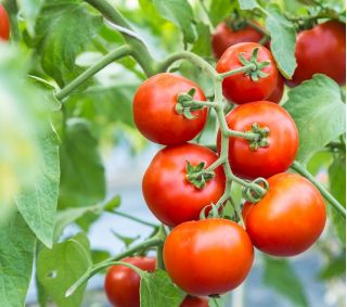 Tomate - Agora F1 - Lycopersicon esculentum Mill  - graines