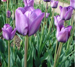 Tulipa Blue Aimable - paquete de 5 piezas