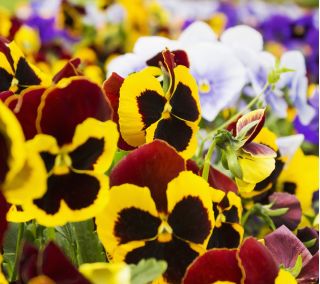 Viola wittrockiana - Red Wings, Roter Flugel - giallo - marrone - 400 semi - Viola x wittrockiana