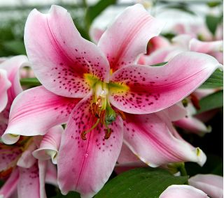 Лилия Mona Lisa - Lilium oriental hybridum Mona Lisa