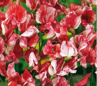 Tatlı bezelye "Amerika" - 60 tohum - Lathyrus odoratus - tohumlar