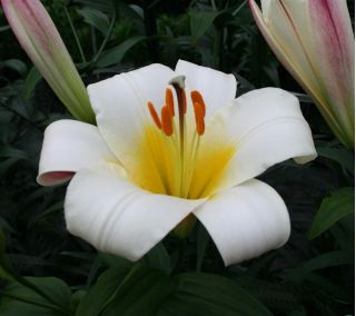 Lilium, Lilie White Planet
