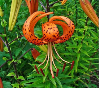 Лилиум, Лили Тигринум - луковица / грудка / корен - Lilium Tigrinum