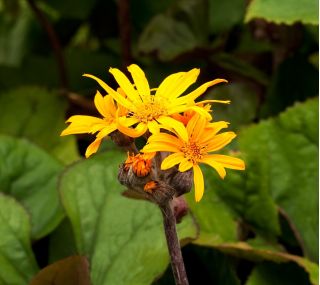 Semi di Britt Marie Crawford - Ligularia dentata - 8 semi