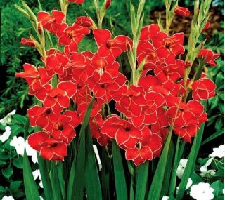 Glayöl Atom - 5 ampul - Gladiolus