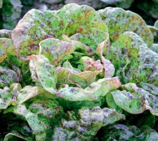 Butterhead salată "Sanguine Ameliore" - 900 de semințe - Lactuca sativa L. var. Capitata