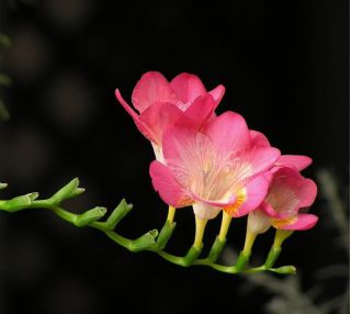 フリージアシングルピンク -  10球根 - Freesia