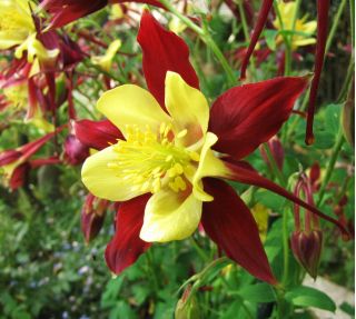 Columbine - Mc Kana's - Aquilegia x hybrida - Dazzling Multi-Toned Blooms with Bold Petals - Fresh Seeds