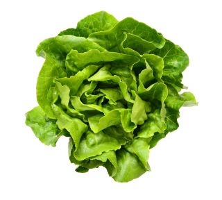 Lattuga cappuccina - Edyta Ożarowska - verde - 900 semi - Lactuca sativa L. var. capitata