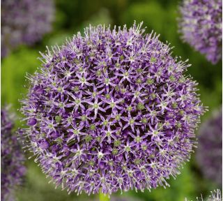 Allium Mars