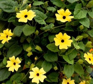 Тхунбергиа мик семена - Тхунбергиа - 20 семена - Thunbergia