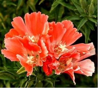 קלרקיה Godetia אור זרעי סלמון - Godetia grandiflora - 1500 זרעים - Godetia grandifllora