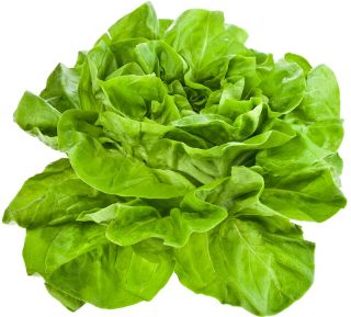 Lattuga cappuccina - Edyta Ożarowska - verde - 900 semi - Lactuca sativa L. var. capitata