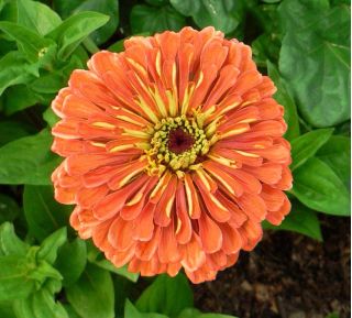 Zinnia de flores de dalia "Eldorado" - 120 semillas - Zinnia elegans dahliaeflora