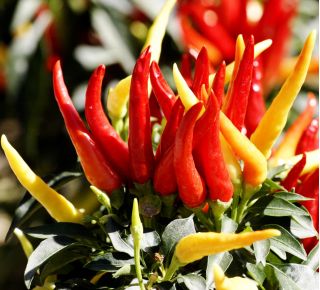 Paprika - Poupila - Výrazná chuť v kompaktní velikosti, vhodná do květináčů! - Čerstvá semena