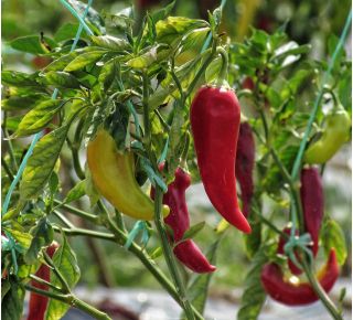 พริกไทย "Monanta" - ยาว, ปลายแหลม, สีแดง, สีเหลือง, สีแดงหรือสีเหลืองสำหรับปลูกในไร่ - Capsicum L. - เมล็ด