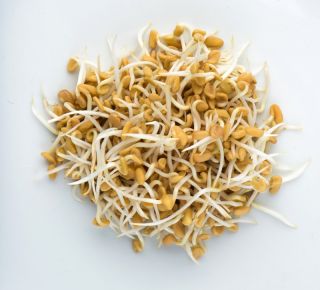 Sprouting seeds - XL set - 8 pieces + sprouter with 3 trays