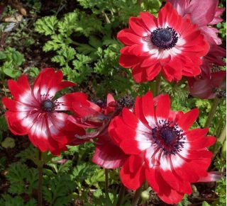 Anemone Guverner - 8 lukovica