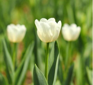Tulipa Cheers - Tulip Cheers - 5 bulbs