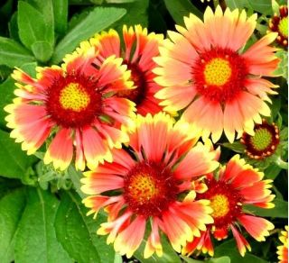 Семе обичног цвећа - Гаиллардиа аристата - 300 семена - Gaillardia aristata