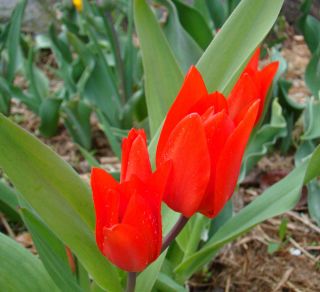 郁金香Tubergen的品种 - 郁金香Tubergen的品种 -  5个洋葱 - Tulipa Tubergen's Variety