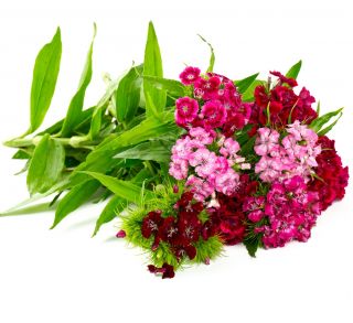 Слатко семе Виллиама - Диантхус барбатус - 900 семена - Dianthus barbatus