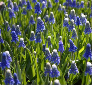 Muscari Mount Hood - Grape Hyacinth Mount Hood - 5 bulbs