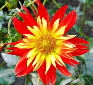 Dahlia La Gioconda