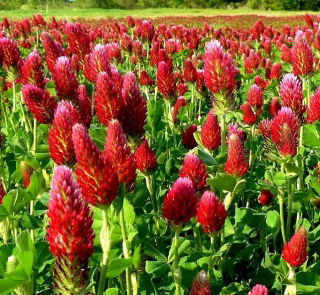 Okrasné ďateliny zmiešané semená - Trifolium sp. - 90 semien