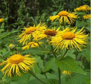 Caucasian Elecampane seeds - Inula orientalis - 140 seeds
